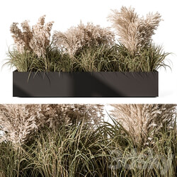 Pampas Plants Outdoor Plants Set 433 3D Models 