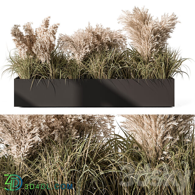 Pampas Plants Outdoor Plants Set 433 3D Models