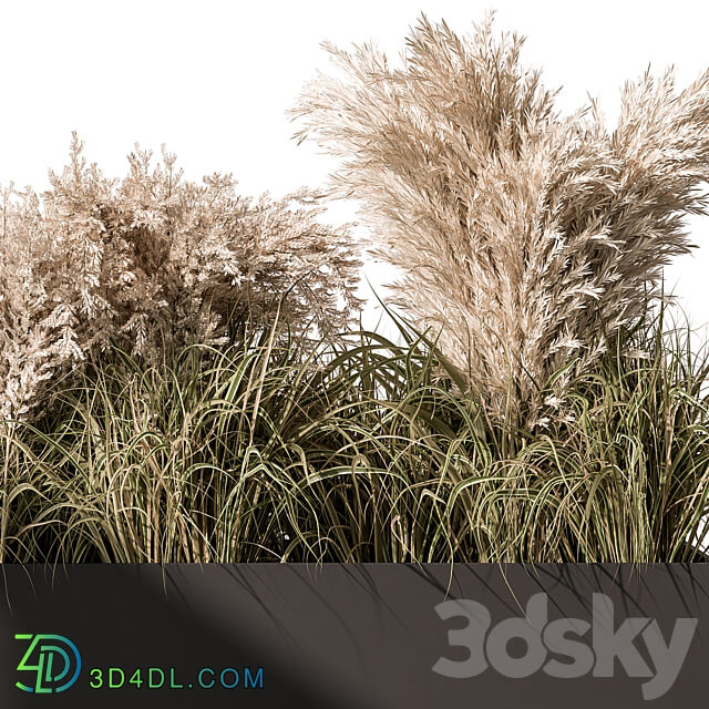 Pampas Plants Outdoor Plants Set 433 3D Models