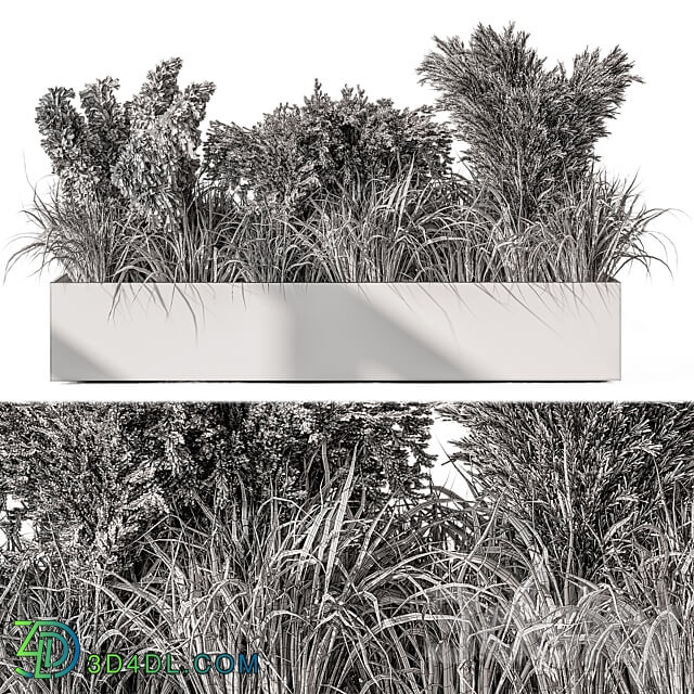 Pampas Plants Outdoor Plants Set 433 3D Models