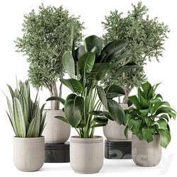 Indoor Plants in rusty Concrete Pot Set 921 3D Models 