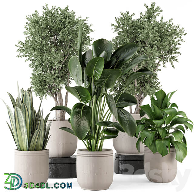 Indoor Plants in rusty Concrete Pot Set 921 3D Models