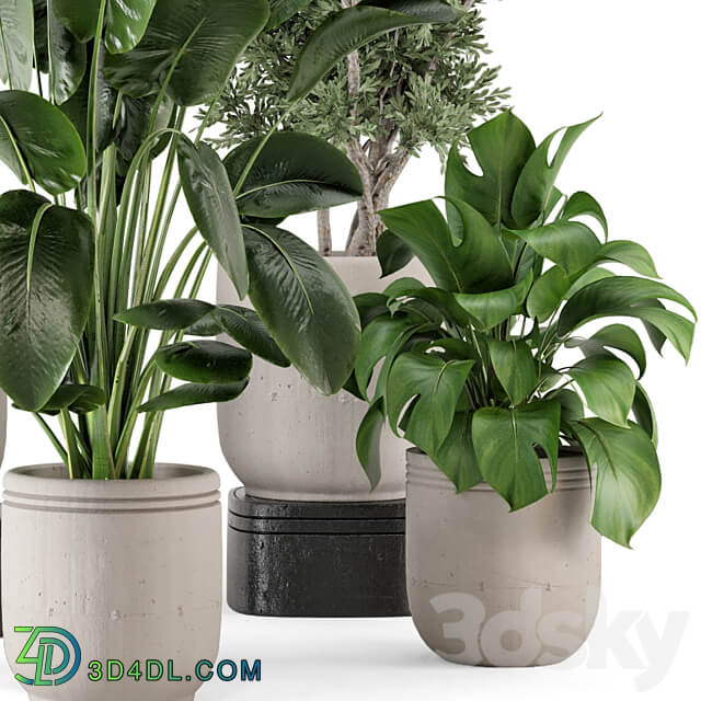 Indoor Plants in rusty Concrete Pot Set 921 3D Models