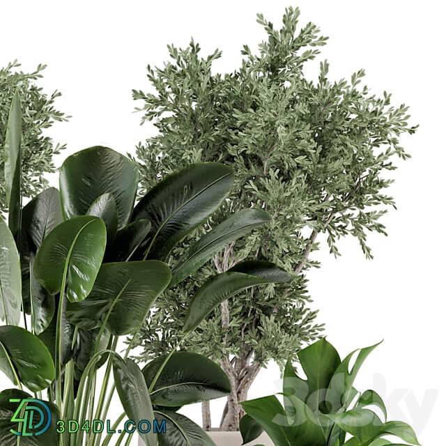 Indoor Plants in rusty Concrete Pot Set 921 3D Models