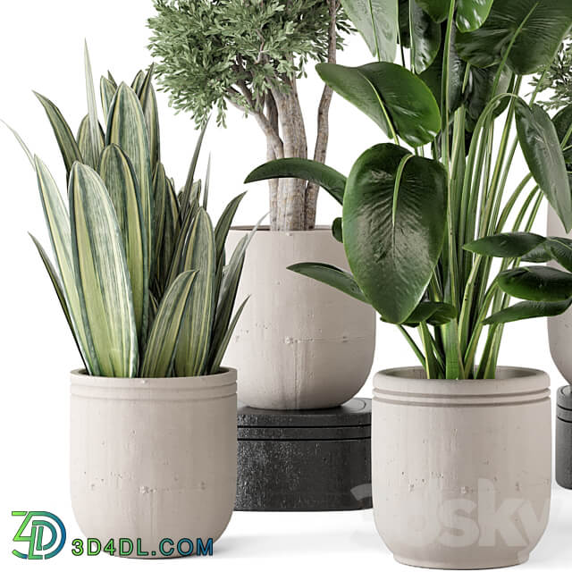 Indoor Plants in rusty Concrete Pot Set 921 3D Models