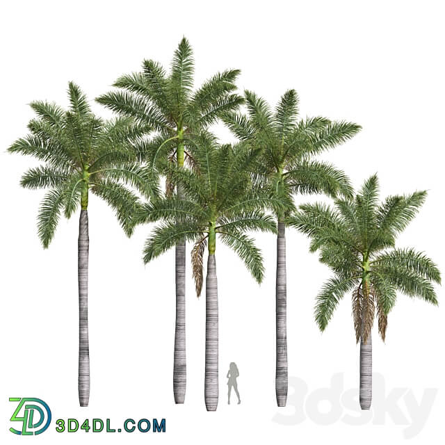 New Plant High detail Roystonea Regia Medium 3D Models