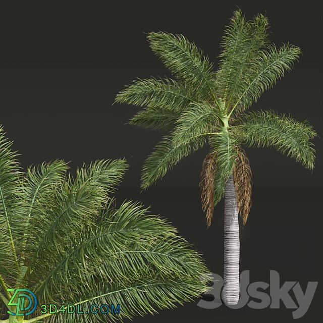 New Plant High detail Roystonea Regia Medium 3D Models