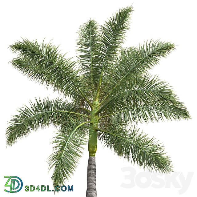 New Plant High detail Roystonea Regia Medium 3D Models