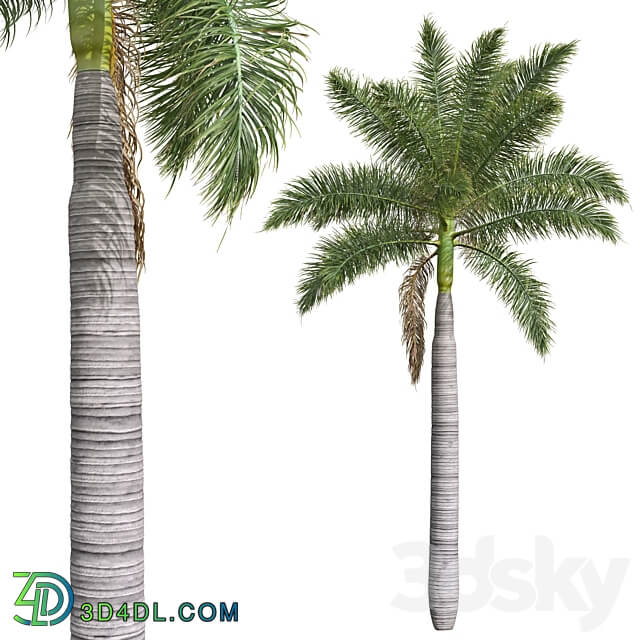 New Plant High detail Roystonea Regia Medium 3D Models