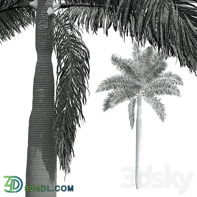 New Plant High detail Roystonea Regia Medium 3D Models