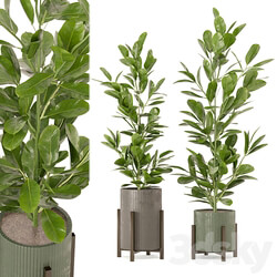 Indoor Plants Collection Set 462 3D Models 