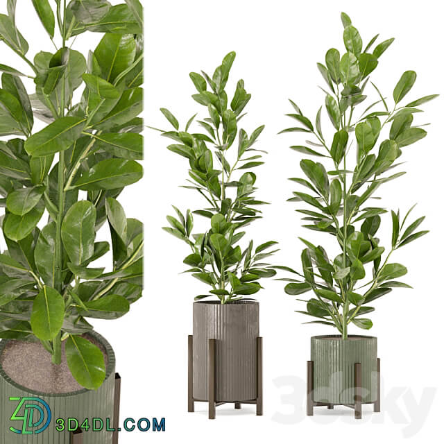 Indoor Plants Collection Set 462 3D Models