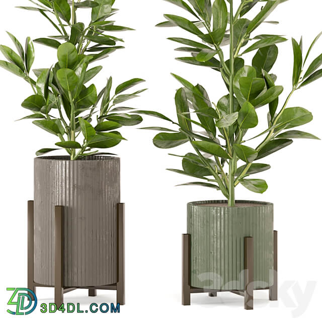 Indoor Plants Collection Set 462 3D Models