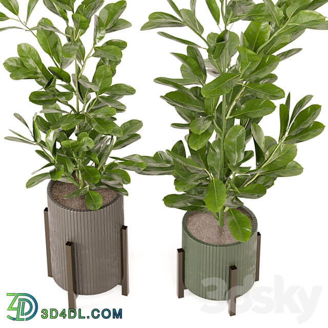 Indoor Plants Collection Set 462 3D Models