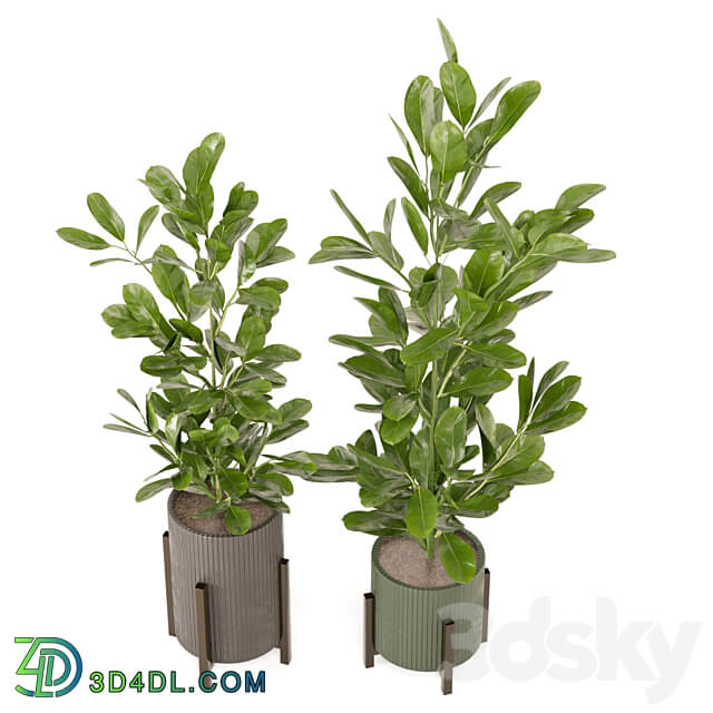 Indoor Plants Collection Set 462 3D Models