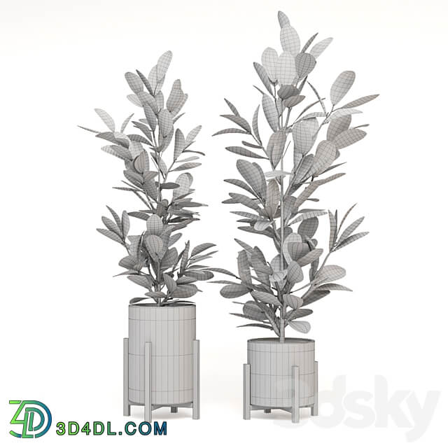 Indoor Plants Collection Set 462 3D Models