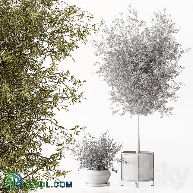 Indoor Plant 017 3D Models