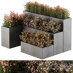 Flower Box Outdoor Plants 436 3D Models 