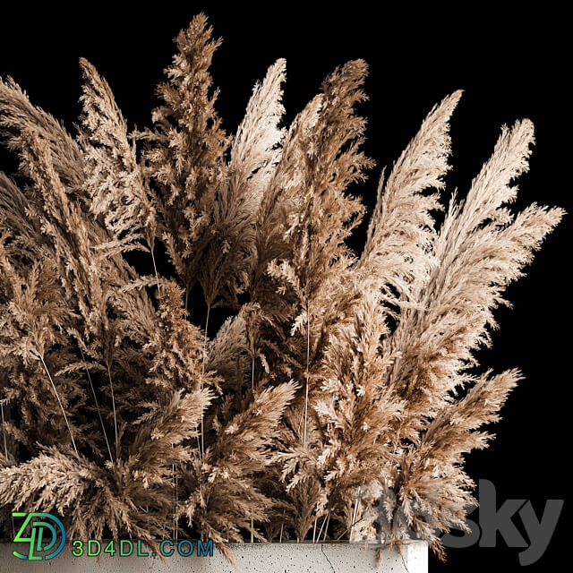 Decorative bouquet in a concrete vase of dry reeds and pampas grass for the interior flowerpot decor. 268. 3D Models