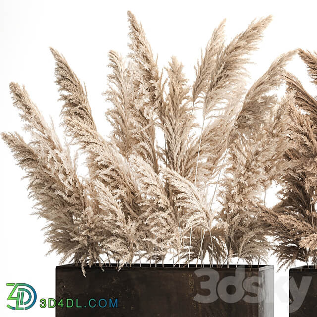 Dried flower bouquet of dried reeds in a rusty metal pot from pampas grass, Cortaderia. 273.
