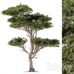 Tree Needle Acacia Set 102 3D Models 