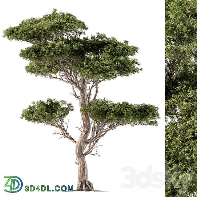 Tree Needle Acacia Set 102 3D Models