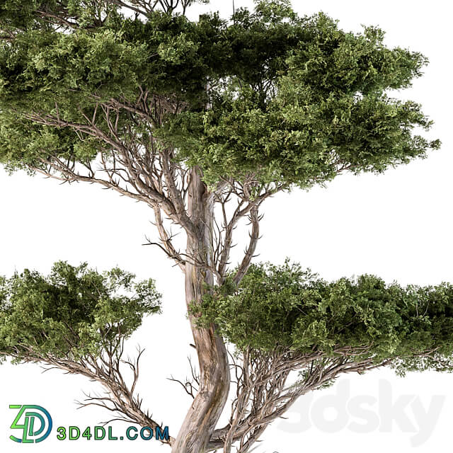 Tree Needle Acacia Set 102 3D Models