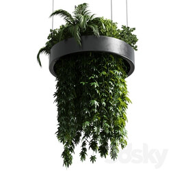 Hanging plant indoor plant 292 3D Models 