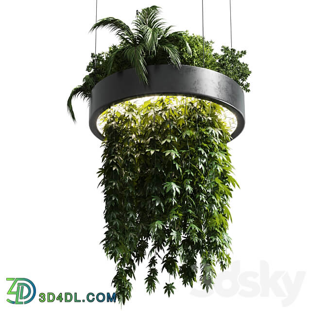 Hanging plant indoor plant 292 3D Models