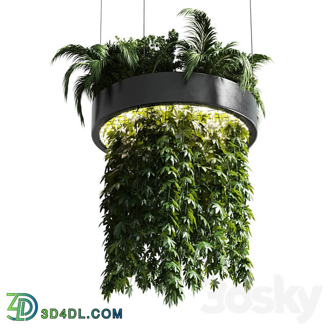 Hanging plant indoor plant 292 3D Models
