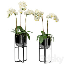 Orchid in a pot 3D Models 