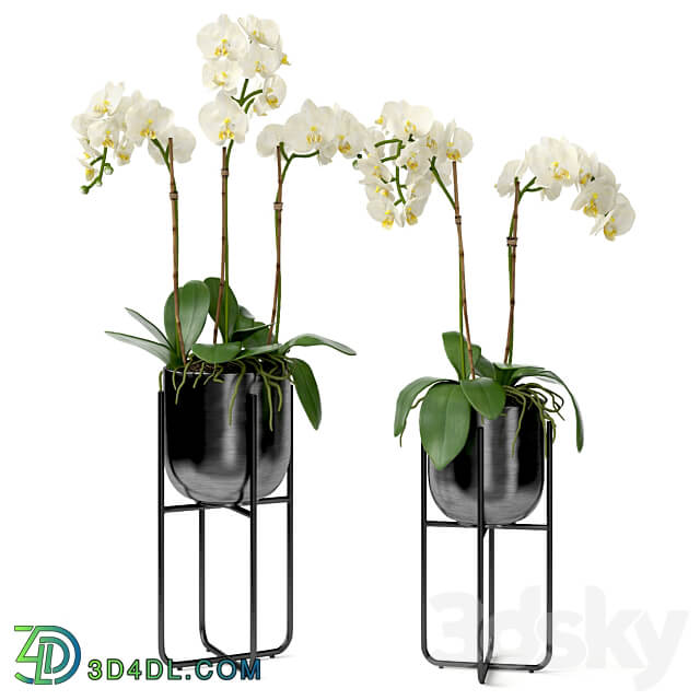 Orchid in a pot 3D Models