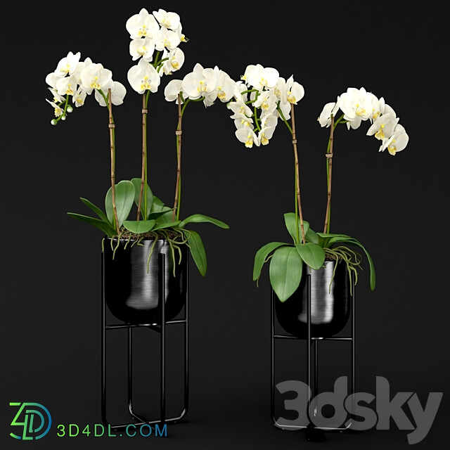 Orchid in a pot 3D Models