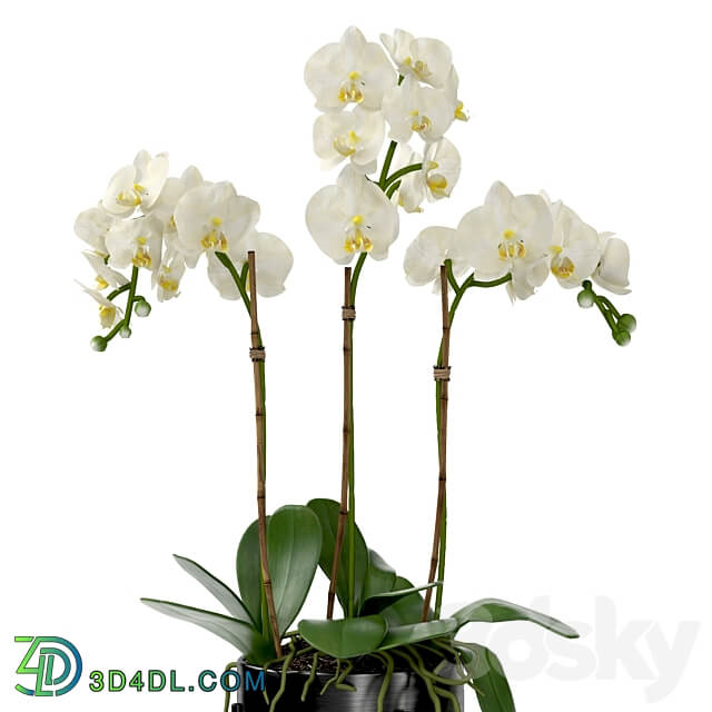 Orchid in a pot 3D Models