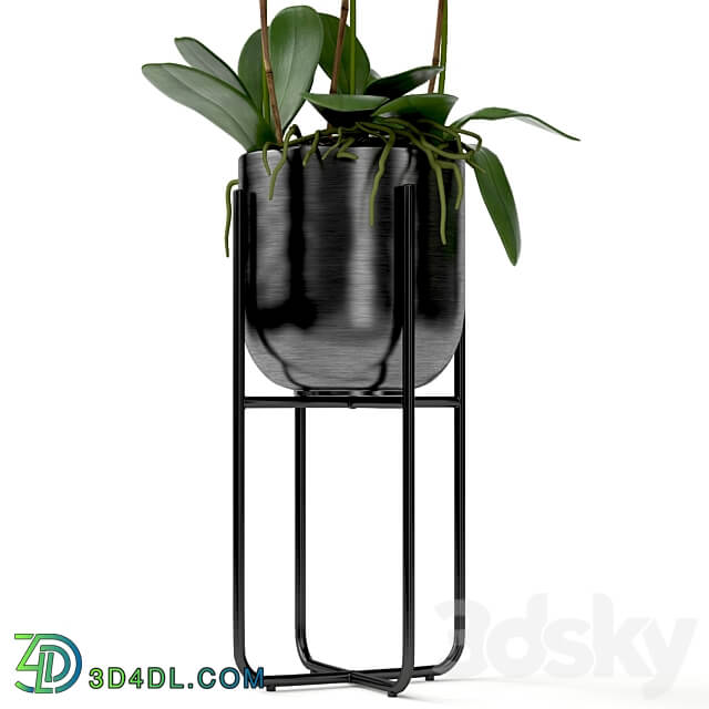 Orchid in a pot 3D Models