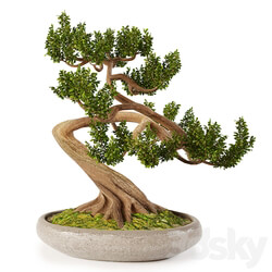 Bonsai w01 3D Models 