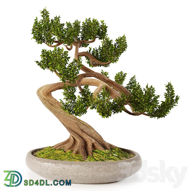 Bonsai w01 3D Models