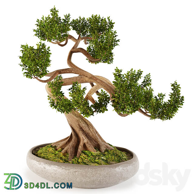 Bonsai w01 3D Models