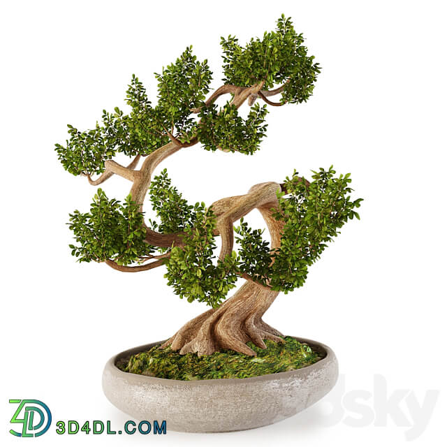 Bonsai w01 3D Models