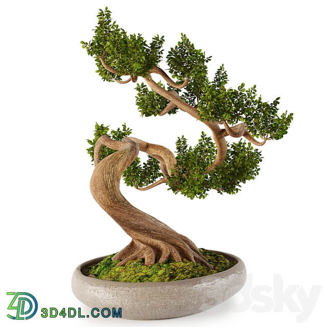 Bonsai w01 3D Models