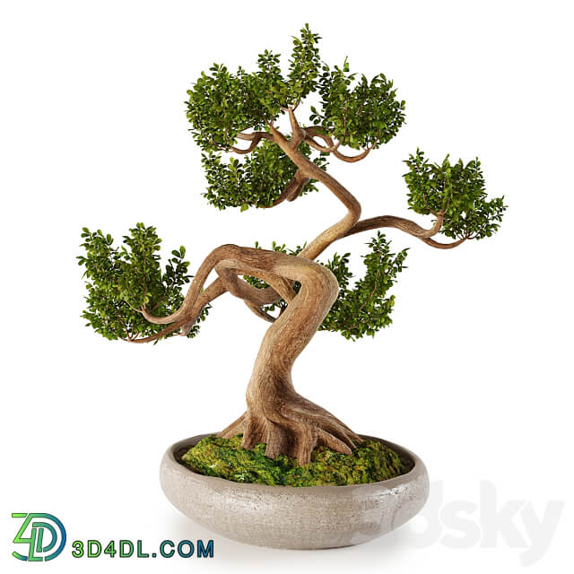 Bonsai w01 3D Models