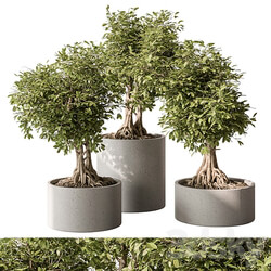indoor Plant Set 440 Bonsai 3D Models 