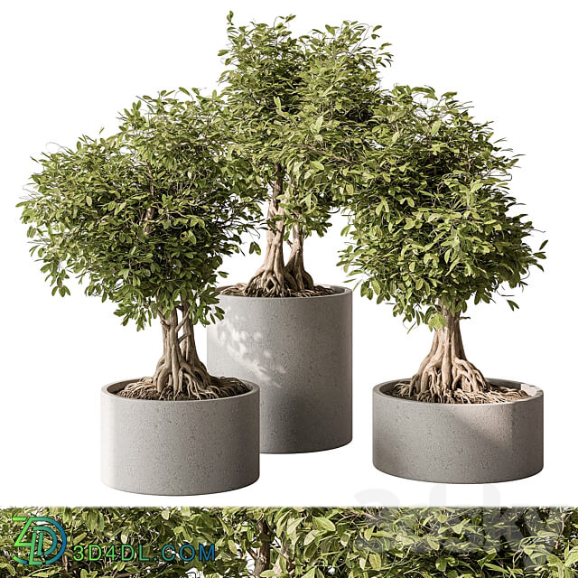 indoor Plant Set 440 Bonsai 3D Models