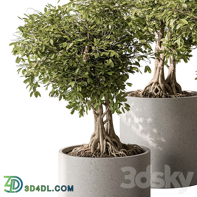 indoor Plant Set 440 Bonsai 3D Models