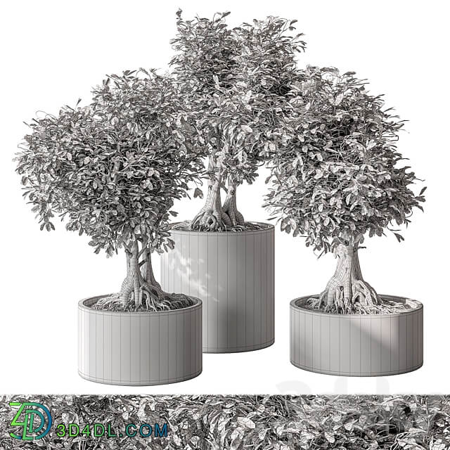 indoor Plant Set 440 Bonsai 3D Models