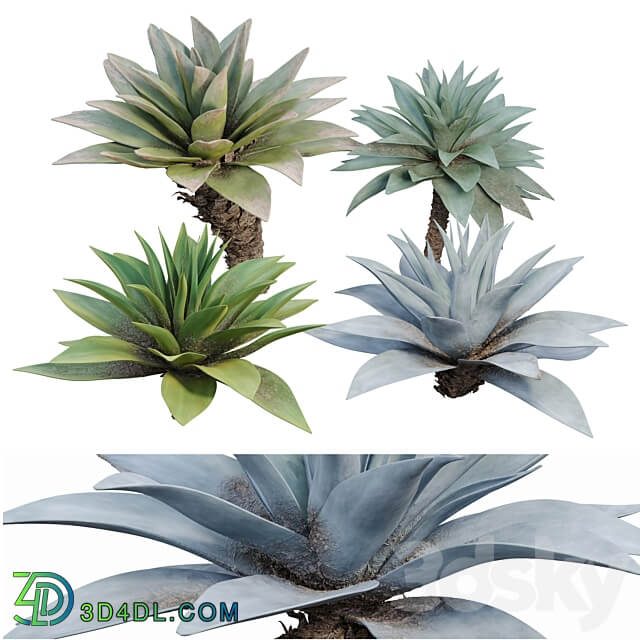 Agave 03 3D Models