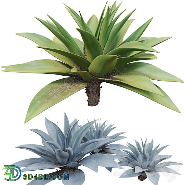 Agave 03 3D Models