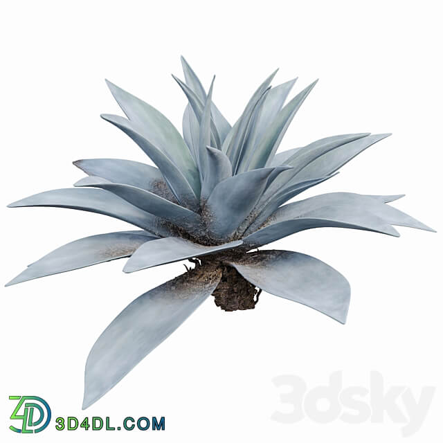 Agave 03 3D Models