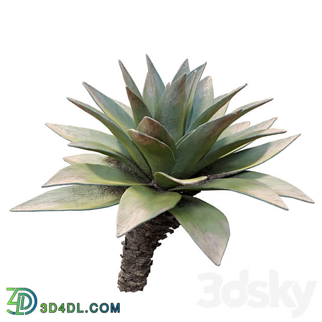 Agave 03 3D Models