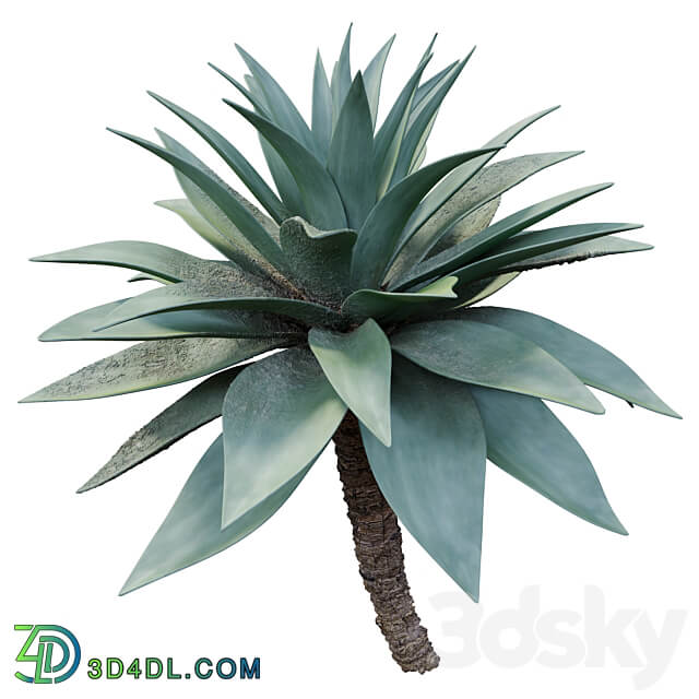 Agave 03 3D Models